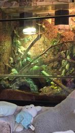 Zeer compleet terrarium, Ophalen, Zo goed als nieuw, Terrarium of Paludarium
