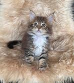 Super lieve en prachtige maine coon kittens met stamboom, Dieren en Toebehoren, Katten en Kittens | Raskatten | Langhaar, Meerdere dieren