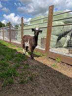 Nederlandse land geiten, Dieren en Toebehoren, Schapen, Geiten en Varkens, Vrouwelijk, Geit, 0 tot 2 jaar