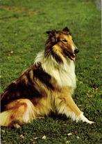 Rough collie - 1974 gelopen, Verzamelen, Ansichtkaarten | Dieren, Paard, Gelopen, 1960 tot 1980, Ophalen of Verzenden