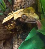 Wimpergekko man 2019 ( Sirius), Dieren en Toebehoren, Reptielen en Amfibieën