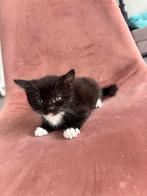 5 schattige kittens, Dieren en Toebehoren