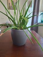 SANSEVERIA MINI SOORT, Huis en Inrichting, Kamerplanten, Ophalen, Overige soorten, Halfschaduw, In pot