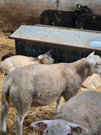 Engelse/bonte Dekrammen, Dieren en Toebehoren, Schapen, Geiten en Varkens, Mannelijk, Schaap