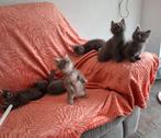 Blauw grijze maine coon kittens, Dieren en Toebehoren, Katten en Kittens | Raskatten | Langhaar, Meerdere dieren, Gechipt