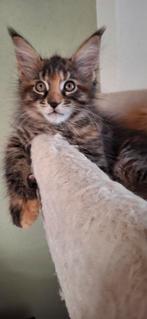 Mooi maine coon meisje met stamboom, Dieren en Toebehoren, Poes, Gechipt