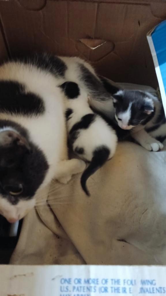 2 kittens te koop aub lees de advertentie., Dieren en Toebehoren, Katten en Kittens | Overige Katten, Meerdere dieren