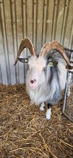 Landgeit bok te koop, Dieren en Toebehoren, Schapen, Geiten en Varkens, Mannelijk, Geit