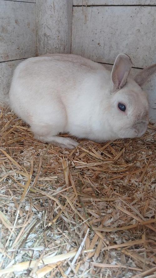 1 lieve konijn zoekt huisjw, Dieren en Toebehoren, Konijnen, Middelgroot, Meerdere dieren, 3 tot 5 jaar