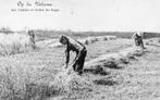 Op De Veluwe - Aan 't snijden der Rogge - Landbouw, Ophalen of Verzenden, Voor 1920, Ongelopen, Gelderland