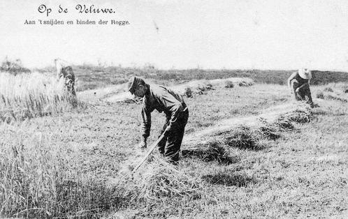 Op De Veluwe - Aan 't snijden der Rogge - Landbouw, Verzamelen, Ansichtkaarten | Nederland, Ongelopen, Gelderland, Voor 1920, Ophalen of Verzenden