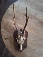 Antiek Reeën Gewei op Schild - 1911, Ophalen of Verzenden