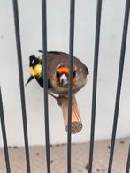 Grijskop Putter /Hymalaya man 2024, Dieren en Toebehoren, Vogels | Overige Vogels, Mannelijk, Wildzangvogel