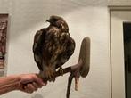 Opgezette vogel, Verzamelen, Dierenverzamelingen, Ophalen, Gebruikt, Vogel, Opgezet dier