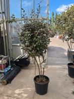 Meerstammige Elaeagnus x Ebbingei - Olijfwilg €150, Herfst, 100 tot 250 cm, Volle zon, In pot