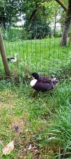 Kwaker woerd, Dieren en Toebehoren, Mannelijk, Eend