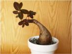 Caudex plant 'Phyllanthus” Mirabillis 17 cm pot, Overige soorten, Ophalen of Verzenden, In pot, Minder dan 100 cm