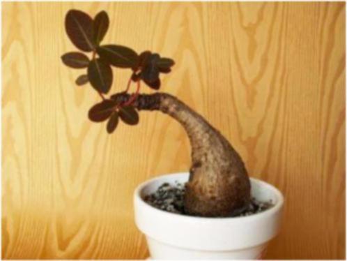 Caudex plant 'Phyllanthus” Mirabillis 17 cm pot, Huis en Inrichting, Kamerplanten, Overige soorten, Minder dan 100 cm, Bloeiende kamerplant