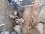 Iraanse hoogvliegers   Te koop, Dieren en Toebehoren, Meerdere dieren, Overige soorten