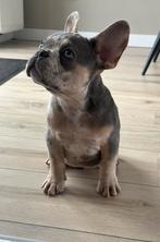 Franse Bulldog pup, Dieren en Toebehoren, Honden | Bulldogs, Pinschers en Molossers, Particulier, Rabiës (hondsdolheid), 15 weken tot 1 jaar