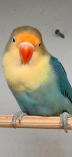 Jonge turquoise/dilute fischeri, Dieren en Toebehoren, Vogels | Parkieten en Papegaaien, Vrouwelijk, Dwergpapegaai of Agapornis