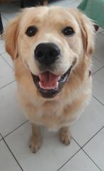 Oppas gezocht voor onze Golden Retriever (tijdens vakantie), Dieren en Toebehoren, Ophalen, Nieuw