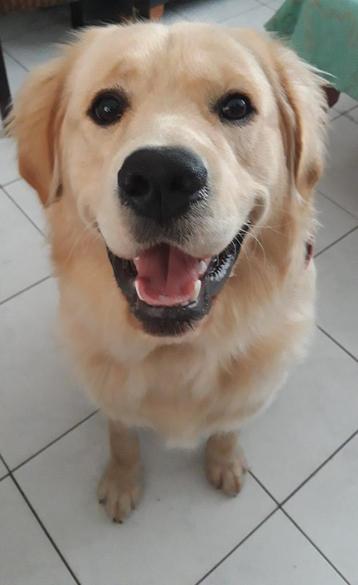 Oppas gezocht voor onze Golden Retriever (tijdens vakantie) beschikbaar voor biedingen