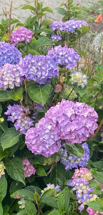 Hortenisia beschikbaar voor biedingen