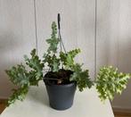 Phlebodium Blue Star, inclusief hangpot., Huis en Inrichting, Kamerplanten, In pot, Minder dan 100 cm, Groene kamerplant, Halfschaduw