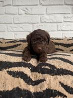 Maltipoo pups, maltipoo x toy poedel, Nederland, Reu, CDV (hondenziekte), 8 tot 15 weken