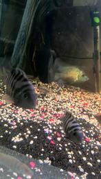 Zebra cichliden koppel, Vis
