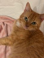 Huis gezocht voor poes Nola, Dieren en Toebehoren