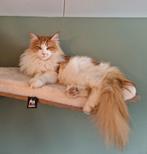 Petrebels kattenmuur ladder en ligplank, Dieren en Toebehoren, Krabmeubelen, Ophalen of Verzenden