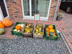 pompoenen en kalebassen te koop!, Tuin en Terras, Planten | Tuinplanten, Ophalen, Volle zon
