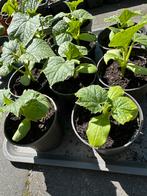 Moestuin plantjes - Komkommer, Tuin en Terras, Ophalen, Volle zon, Groenteplanten, Eenjarig