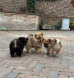 Pomeriaan pups, Dieren en Toebehoren, Overige rassen, CDV (hondenziekte), 8 tot 15 weken, Meerdere