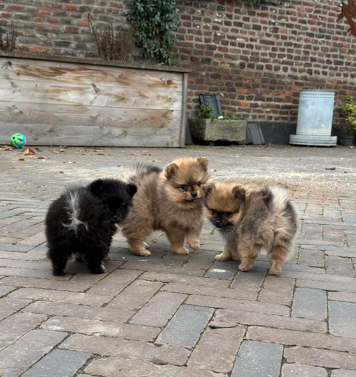 Pomeriaan pups, Dieren en Toebehoren, Honden | Retrievers, Spaniëls en Waterhonden, Meerdere dieren, Overige rassen, Fokker | Hobbymatig
