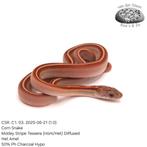 Corn Snake CSR. C1. 2025, Dieren en Toebehoren, Slang, Tam, 0 tot 2 jaar