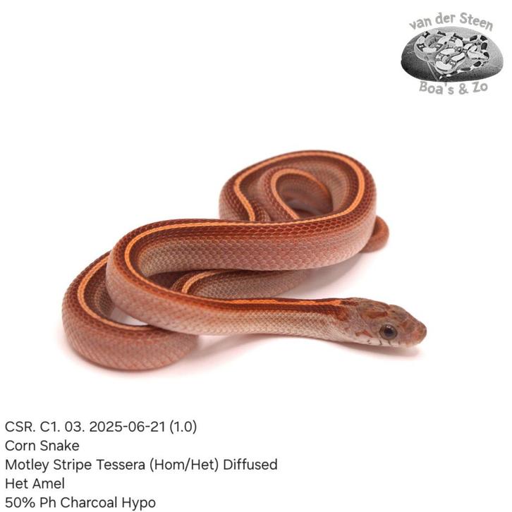 Corn Snake CSR. C1. 2025