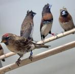 Barmsijzen, Meerdere dieren, Tropenvogel