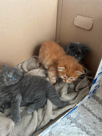 Langharige kittens beschikbaar voor biedingen