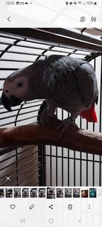 Te koop grijze roodstaart, Mannelijk, Papegaai