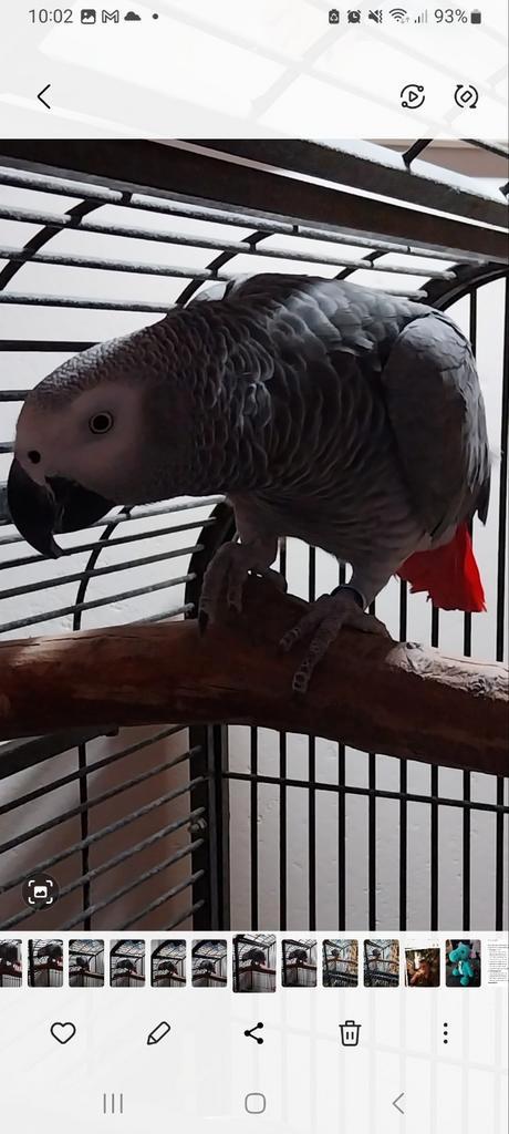 Te koop grijze roodstaart, Dieren en Toebehoren, Vogels | Parkieten en Papegaaien, Papegaai, Mannelijk