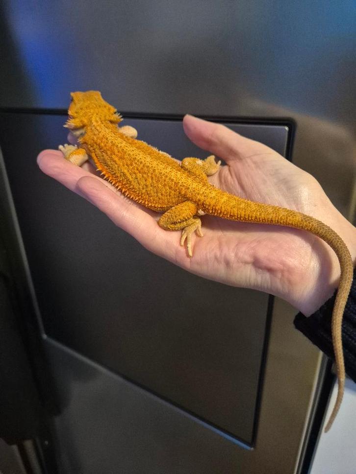 Baardagaam hypo orange