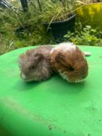 Heel lief en mooi Tessel en Merino beertje, Dieren en Toebehoren, Knaagdieren, Cavia, Mannelijk, Juli, Tam