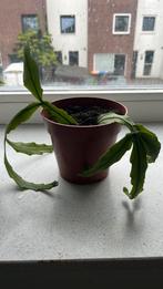 Gratis lid gactus, Ophalen, Halfschaduw, Cactus, Minder dan 100 cm