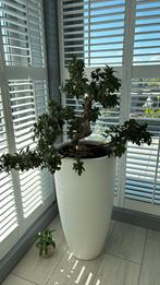 Binnen bonsai met Elho Pure 90 cm hoog, Groene kamerplant, Ophalen, Minder dan 100 cm