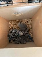 Baby grasparkieten, Dieren en Toebehoren, Vogels | Duiven, Meerdere dieren, Overige soorten