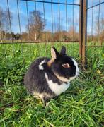 Texaco zoekt een huisje! (Gecastreerd en Gevaccineerd), Dieren en Toebehoren, Konijnen, Mannelijk, Klein, 3 tot 5 jaar