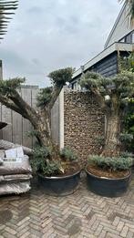 Olea europaea olijfboom bonsai pon pon 80/100cm stamomtrek, Tuin en Terras, Planten | Bomen, Olijfboom, Zomer, Volle zon, Ophalen of Verzenden